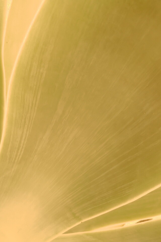 Макро фото травинки обои