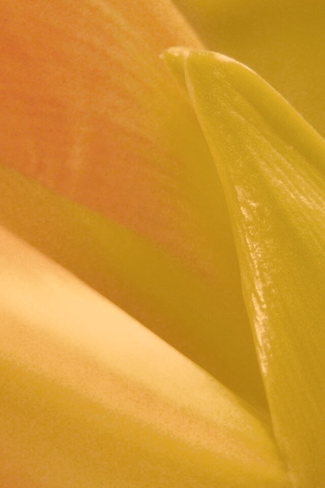 Макро фото цветка обои