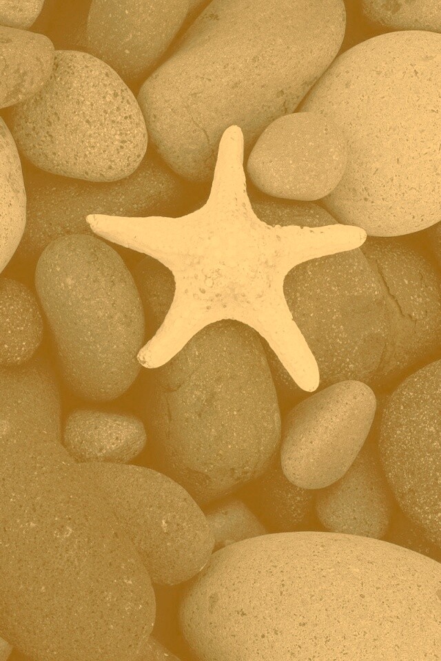 Звезда на морской гальке обои