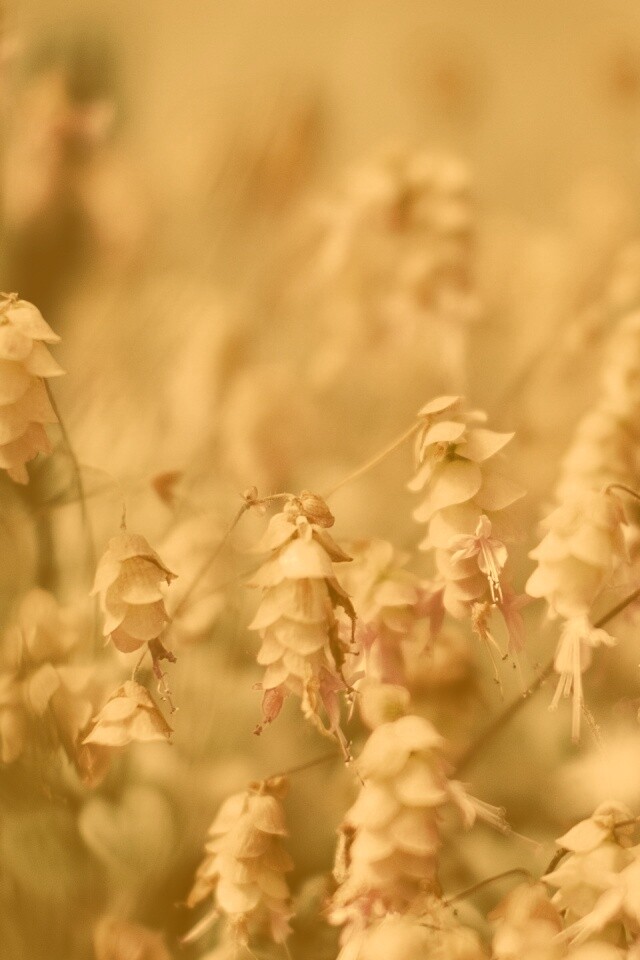 Висящие цветочки обои