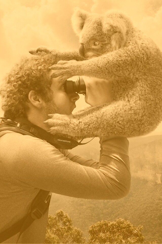 Коала ближе чем кажется обои