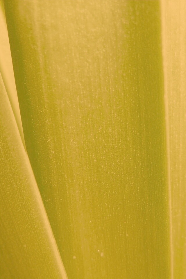 Сочная травинка обои