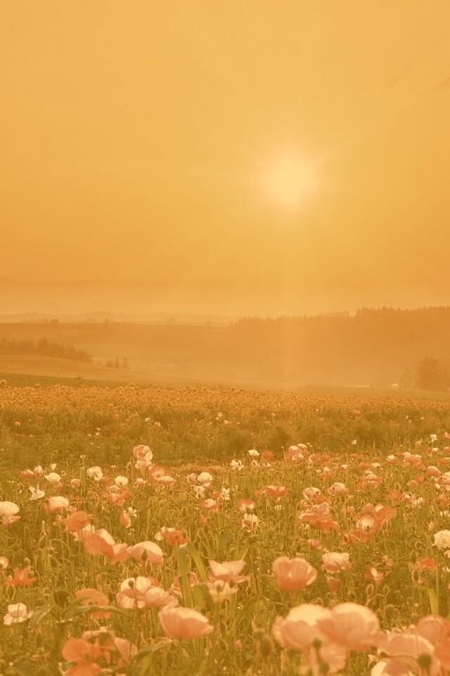 Цветущие поля обои