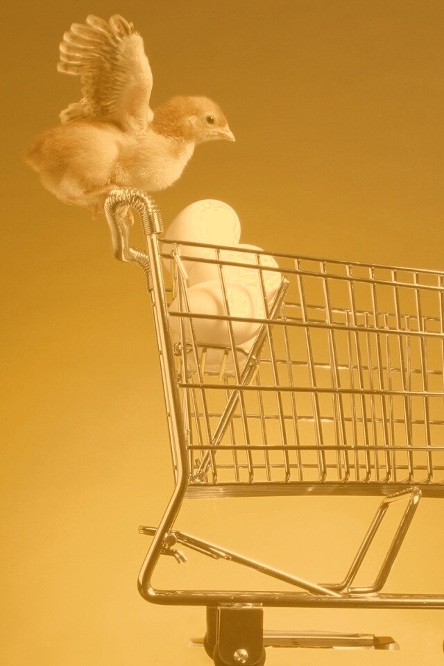 Цыплёнок покупает яйца обои