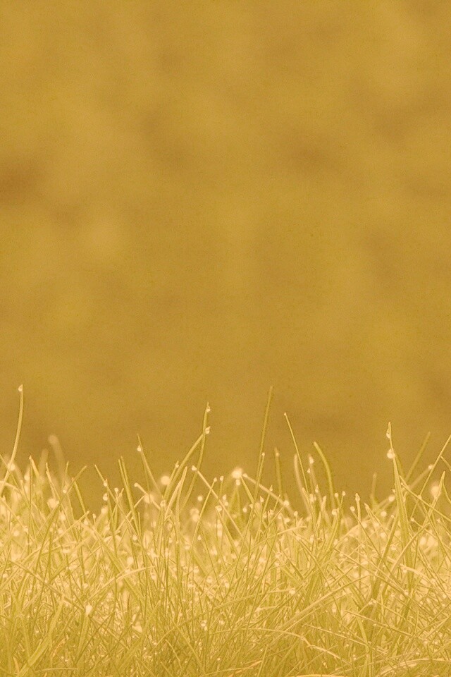 Трава после дождя обои