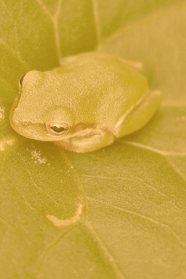 Лягушка на листике обои