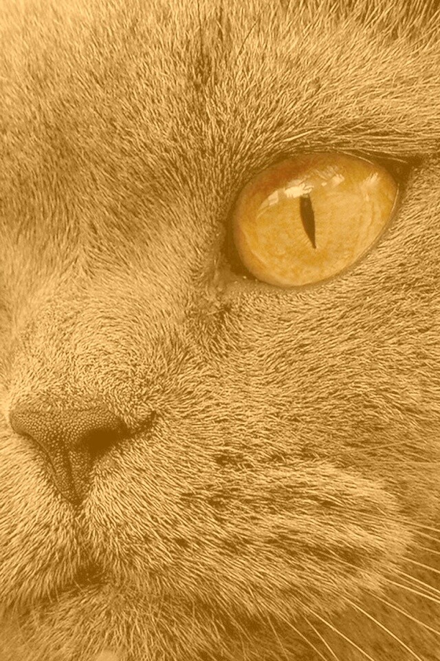 Кот с оранжевыми глазами обои