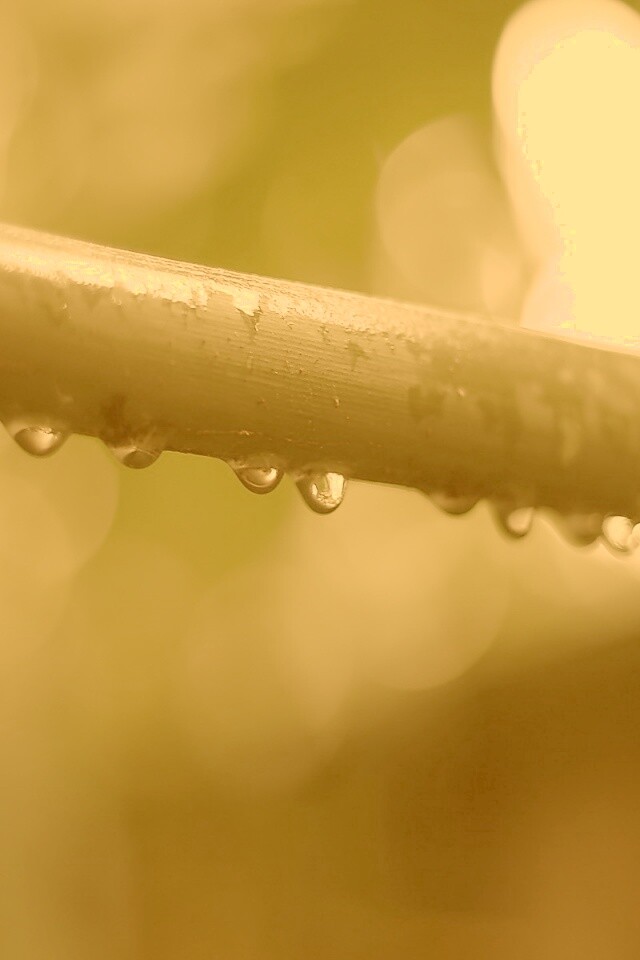 Капли на стебле обои