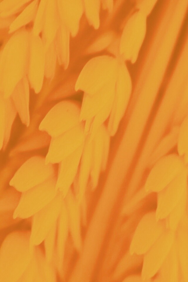 Оранжевое соцветие обои