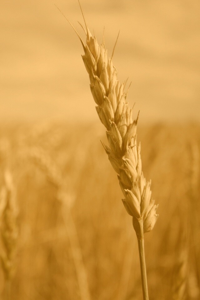 Колосок обои