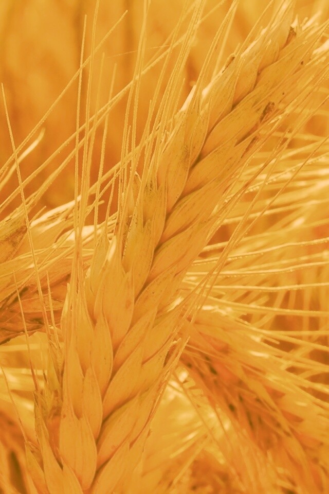 Зреющий колос обои