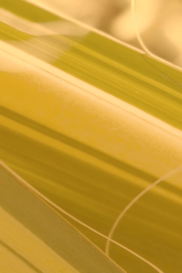 Желто-зеленые травинки обои