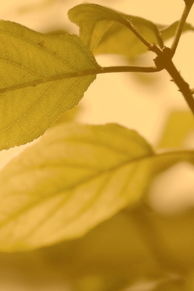 Три листа обои