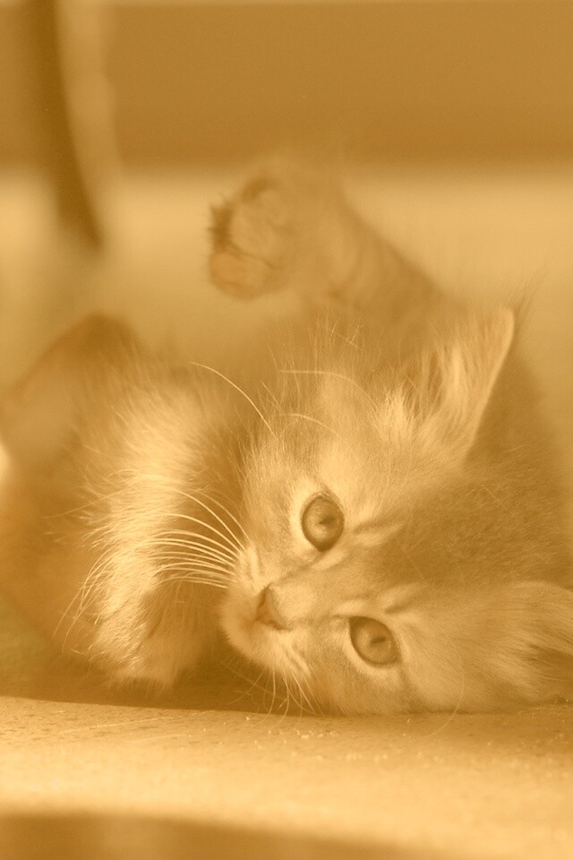 Котенок играет под стулом обои