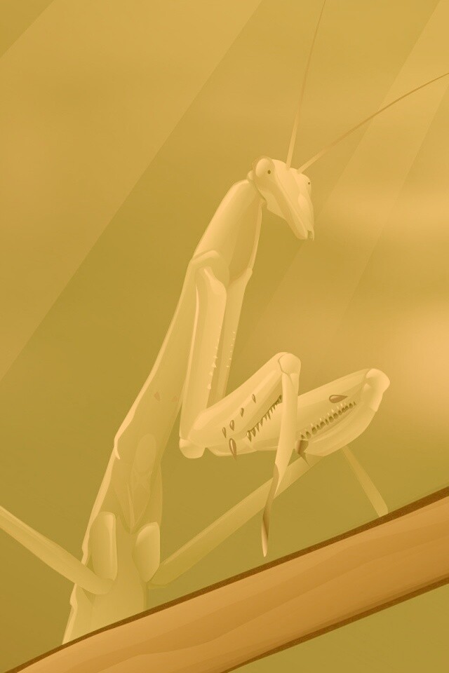 Рисунок богомола обои