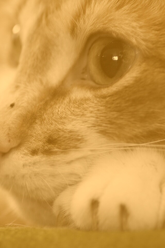 Мордочка на лапаках обои