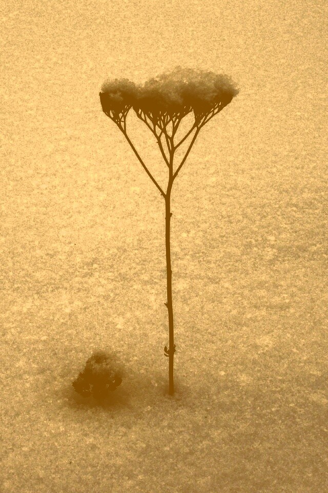 Заснеженная травинка обои