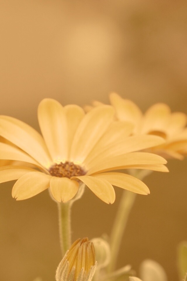 Три желтых цветка обои