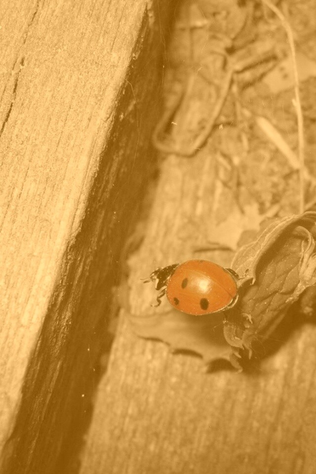 Божья коровка обои