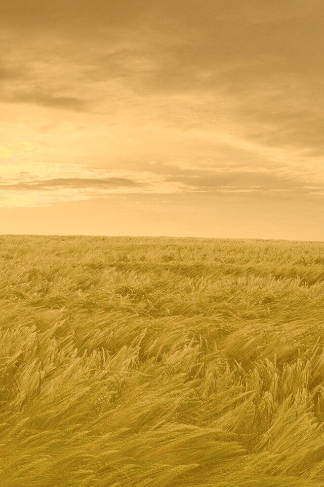 Море трав обои