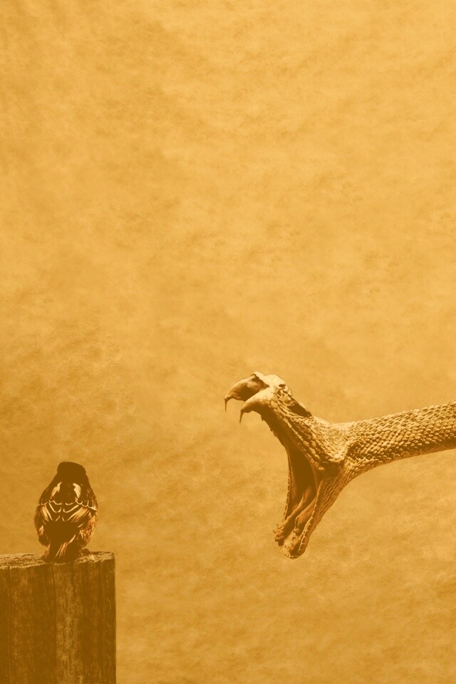 Змея-коряга напдает на птичку обои