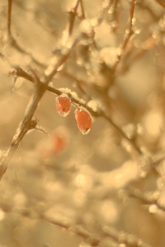 Замерзшие ягоды обои