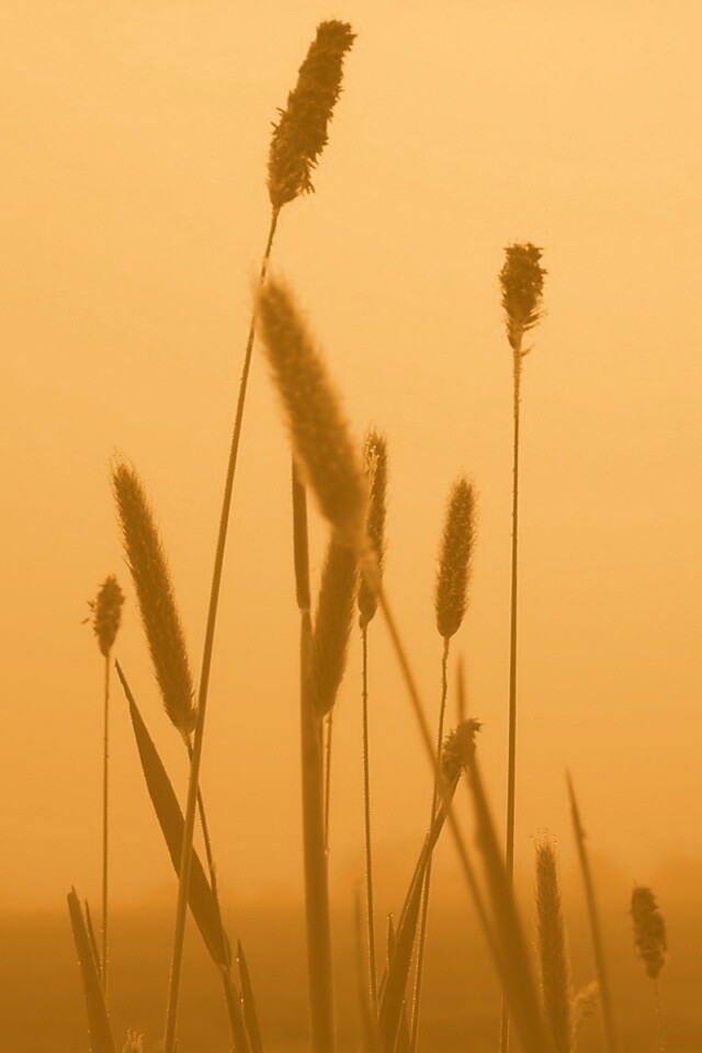 Травинки на фоне золотого неба обои