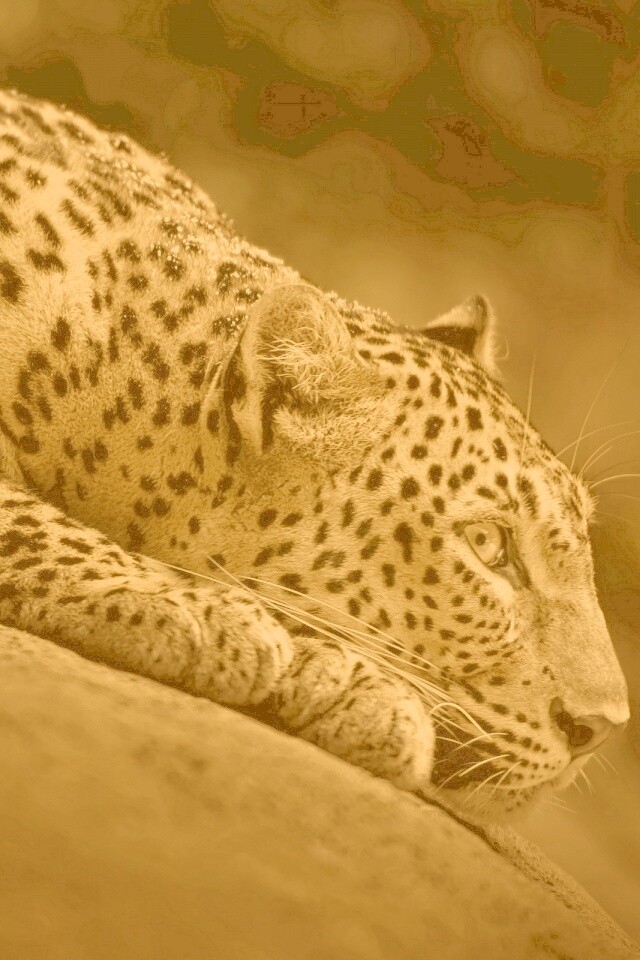 Лежащий ягуар обои