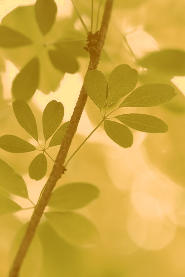 Листики на ветке обои