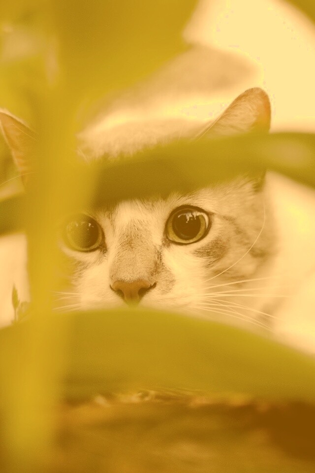 Кот в засаде обои