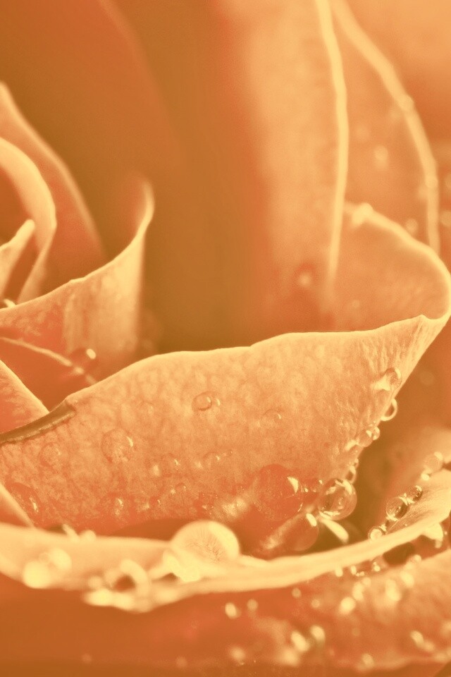 Капли на бутоне розы обои