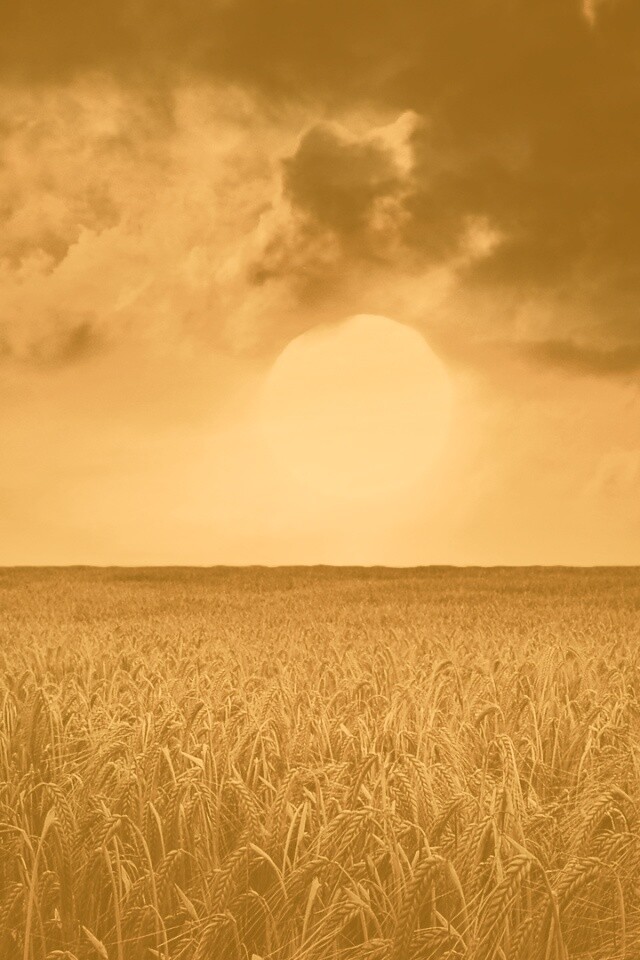 Закат над пшеничным полем обои