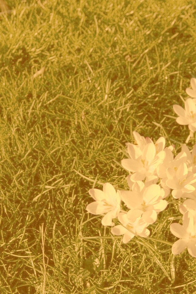 Фиалки на траве обои