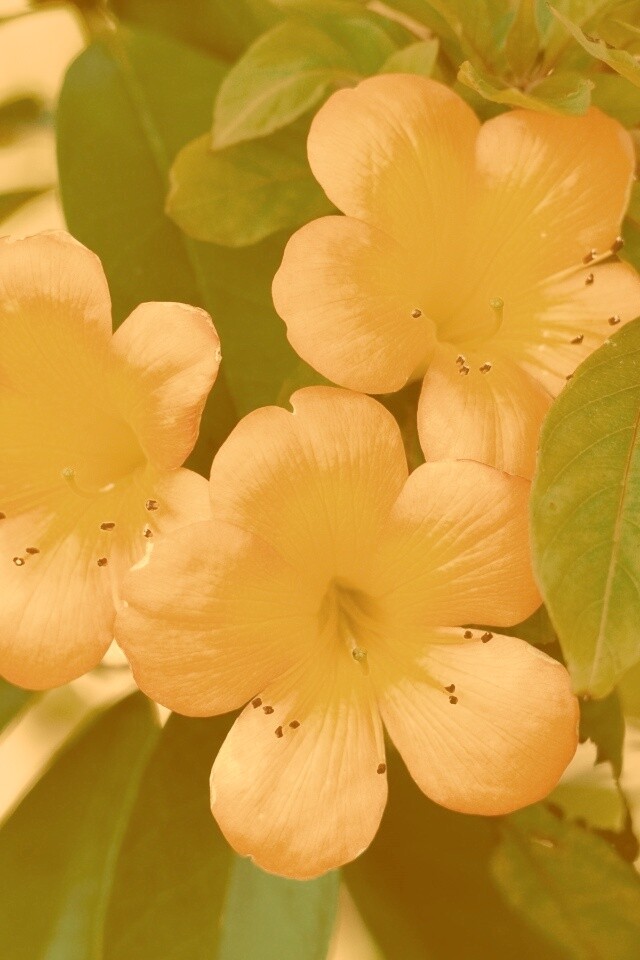 Оранжевые цветочки обои