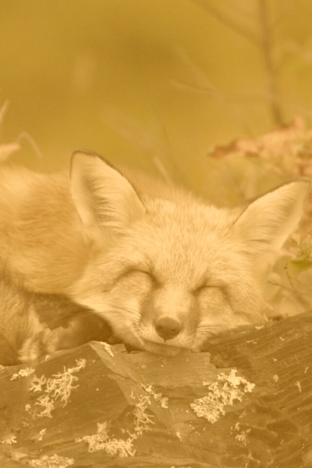 Спящая лиса обои