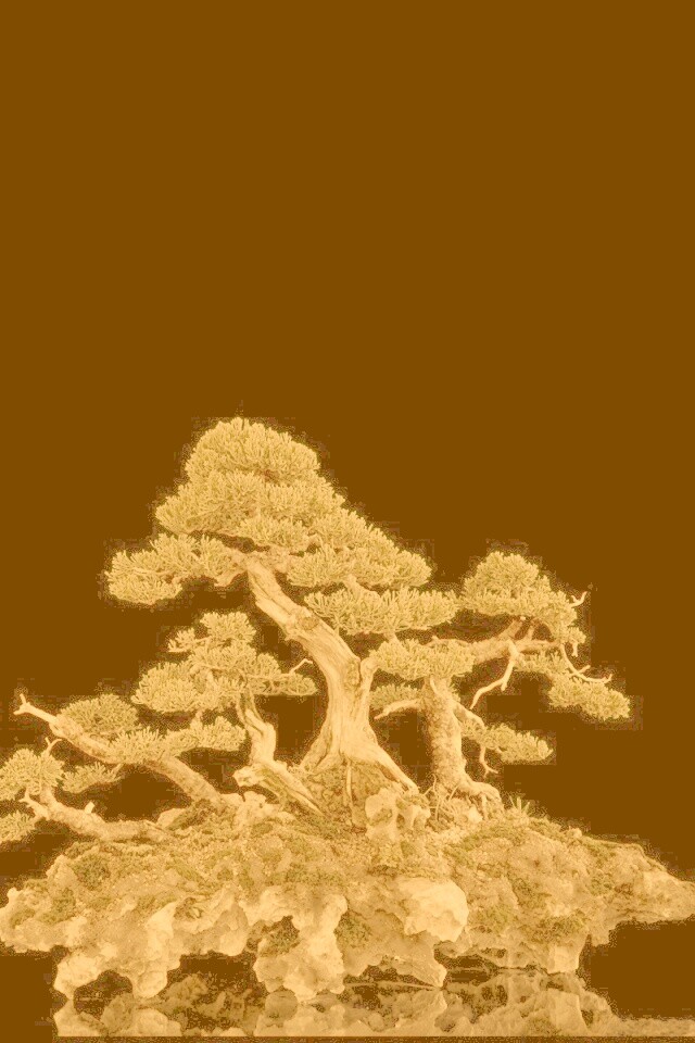 Миниатюрное дерево обои