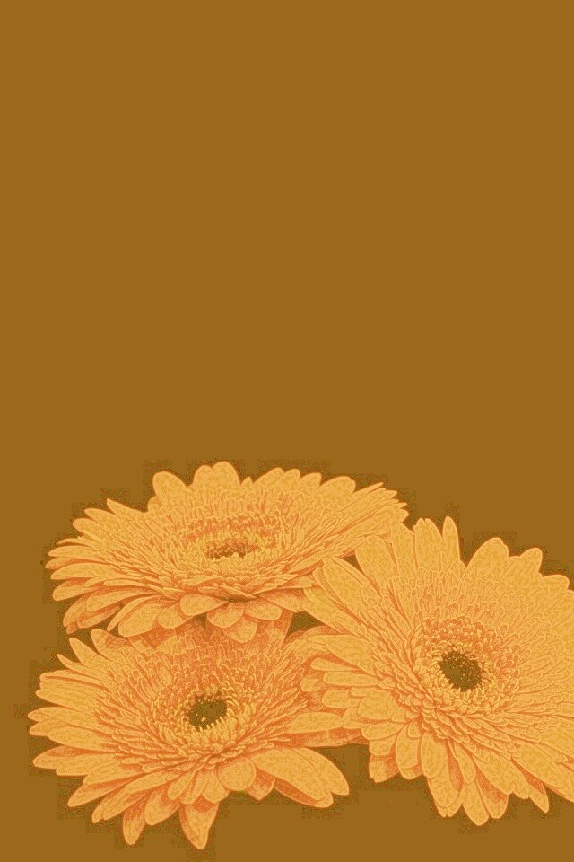 Красные герберы обои