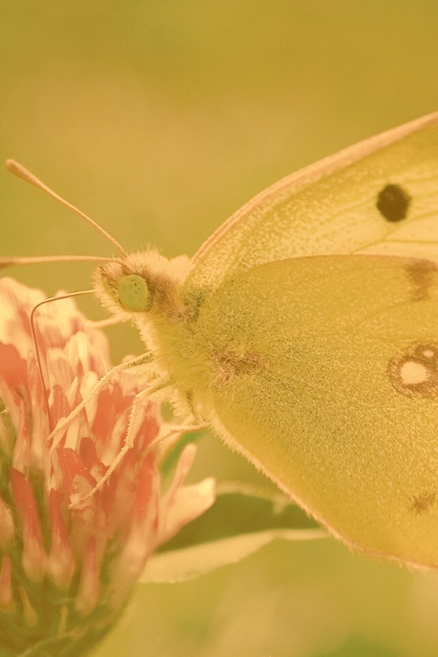 Бабочка на клевере обои
