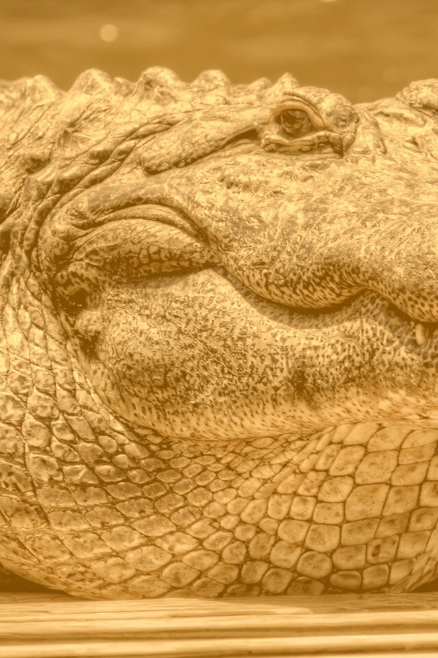 Синий крокодил обои