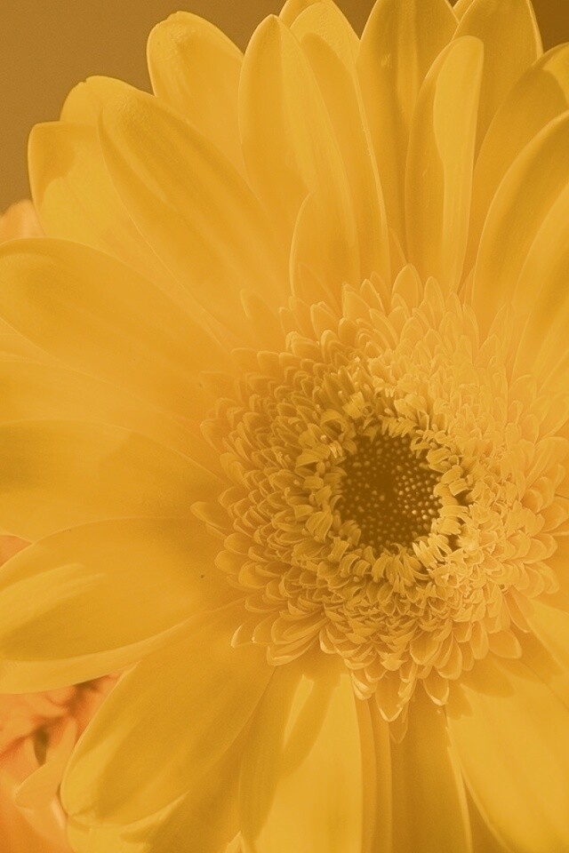 Желтый гербер обои