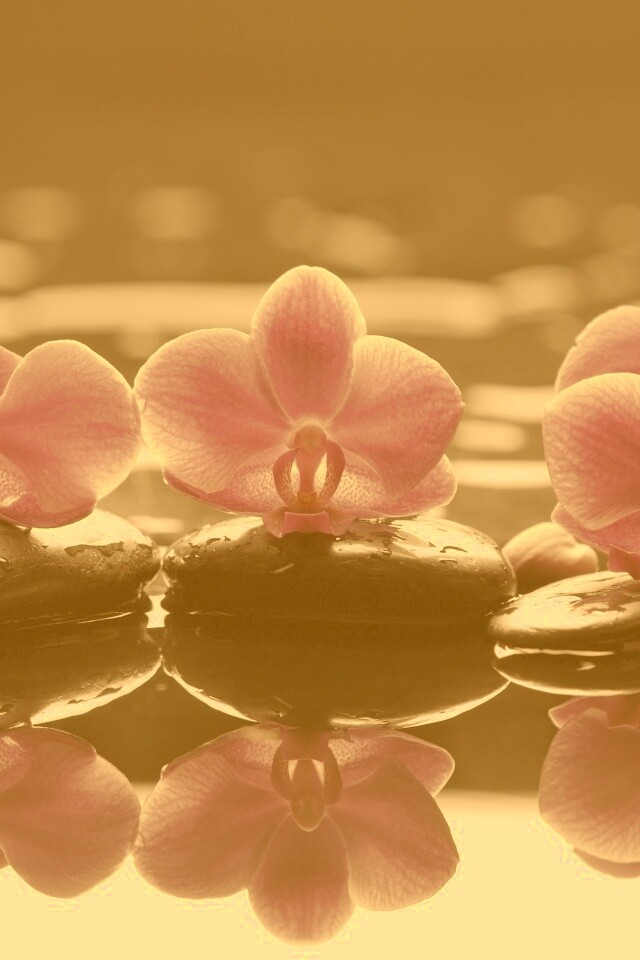 Орхидеи на камнях обои