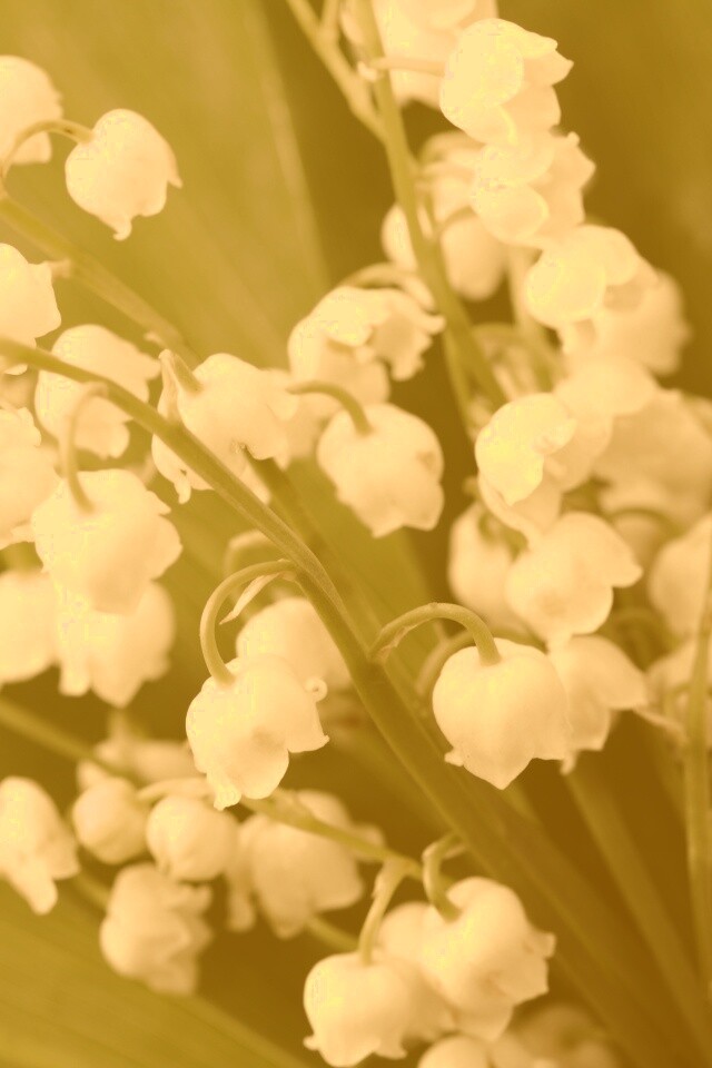 Белые ландыши обои