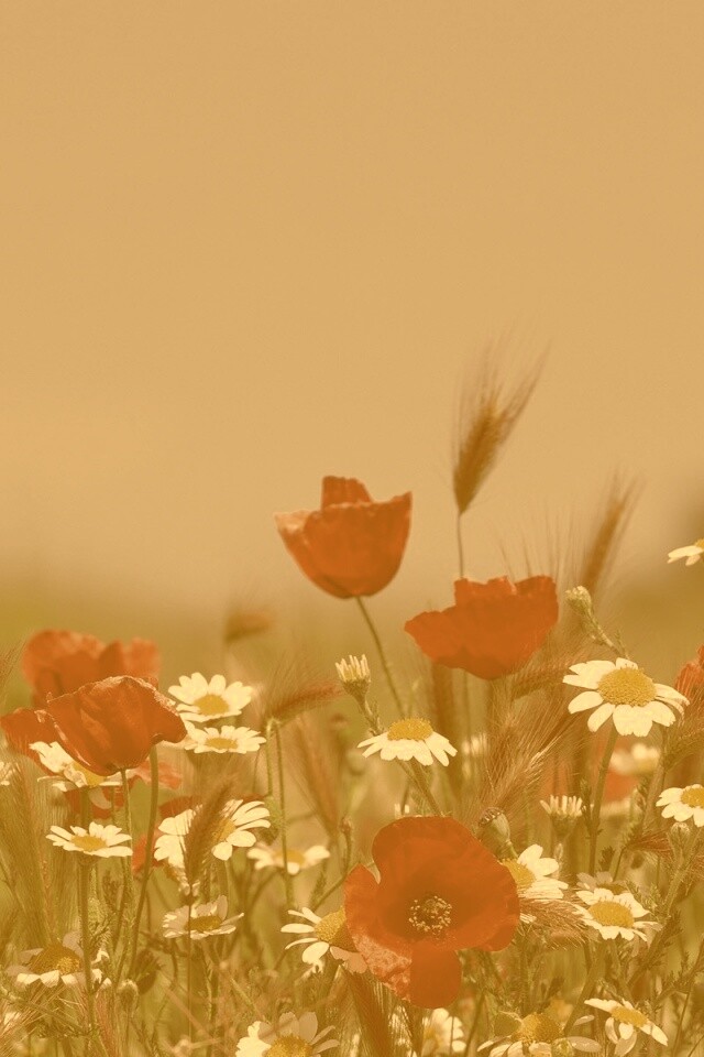 Цветы в поле обои