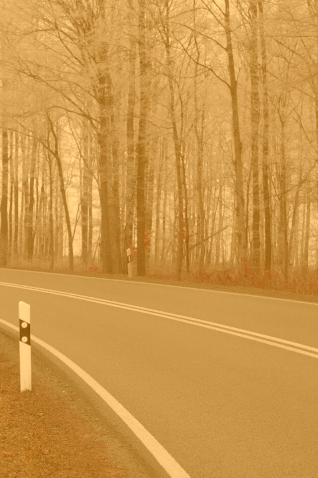 Дорога в осеннем лесу обои