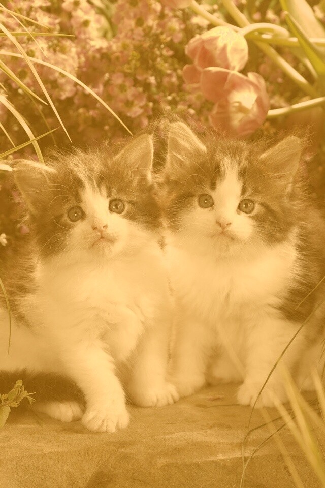 Котята в цветах обои