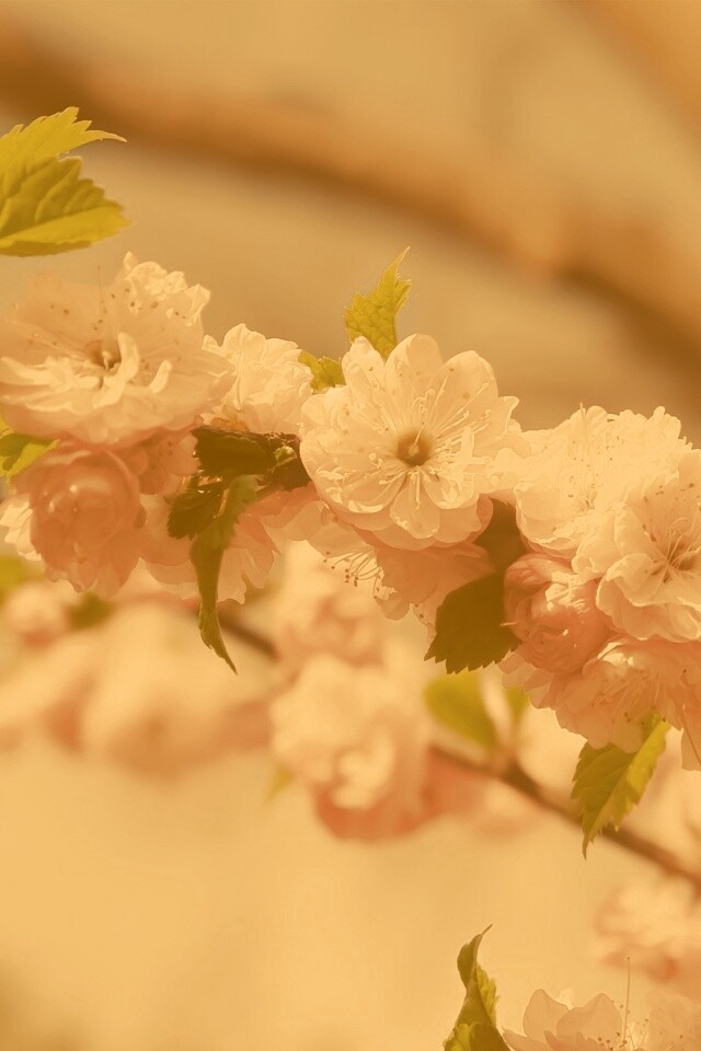 Ветка с цветами обои