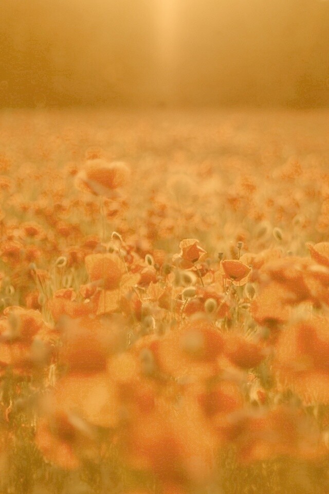 Маки в полях обои