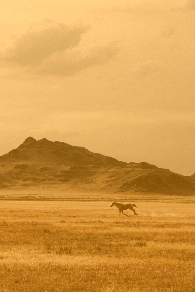 Мустанг в прериях обои