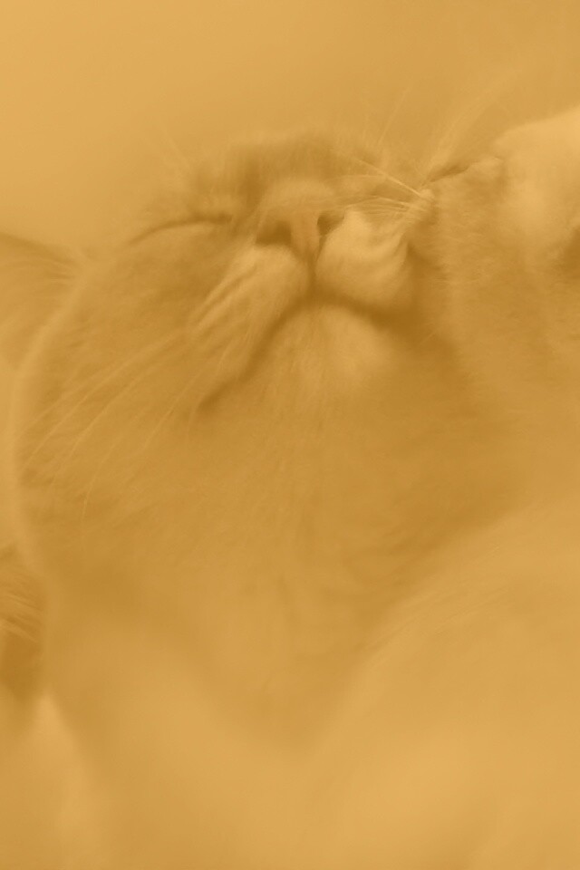 Котята с мамой обои