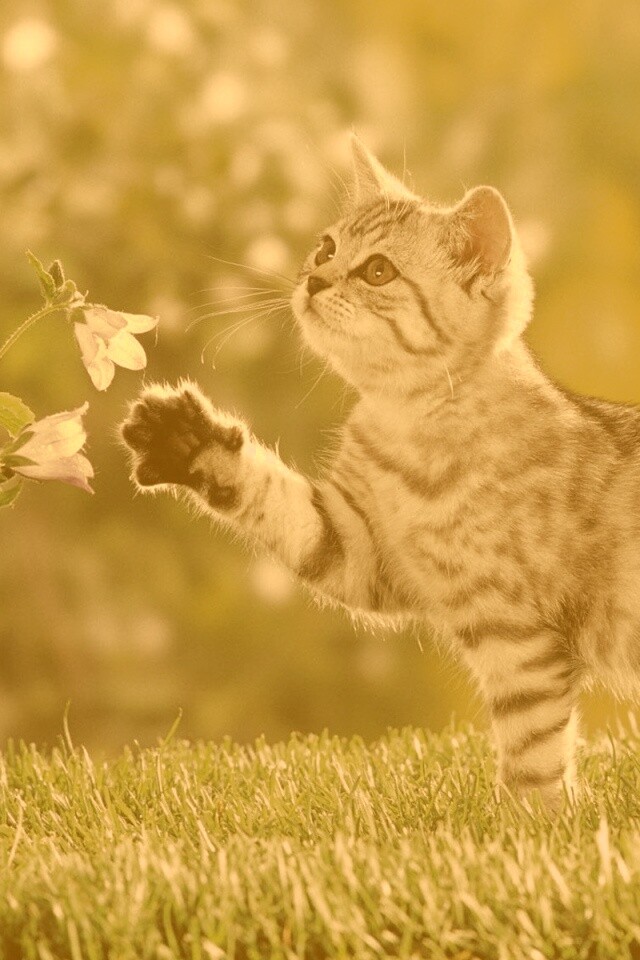 Котенок играет с цветами обои